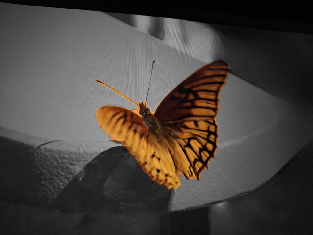 Yellow and black butterfly perched on a gray bench, wings open.