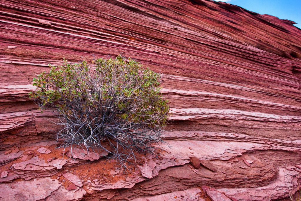 Layers of red rock in the desert with a tiny corner of blue sky and a small woody shrub with green leaves. 
