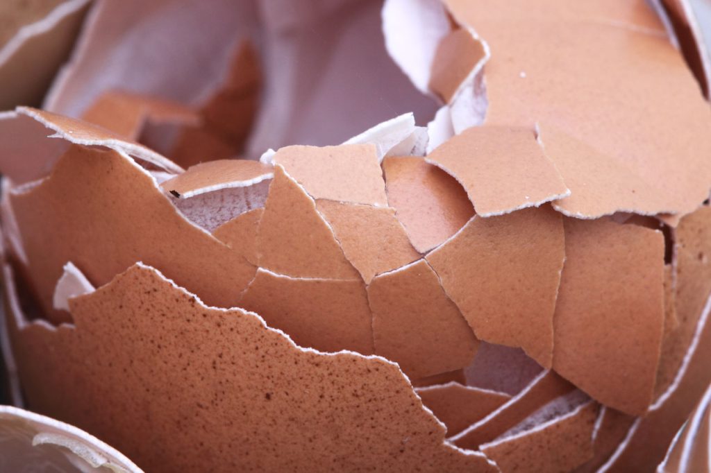 Light tan eggshell broken into a lot of pieces. 