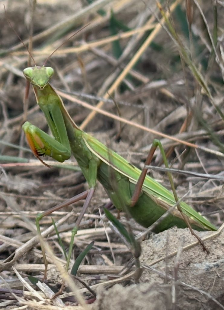 Closeup of a green praying mantis up among blades of dry grass. 