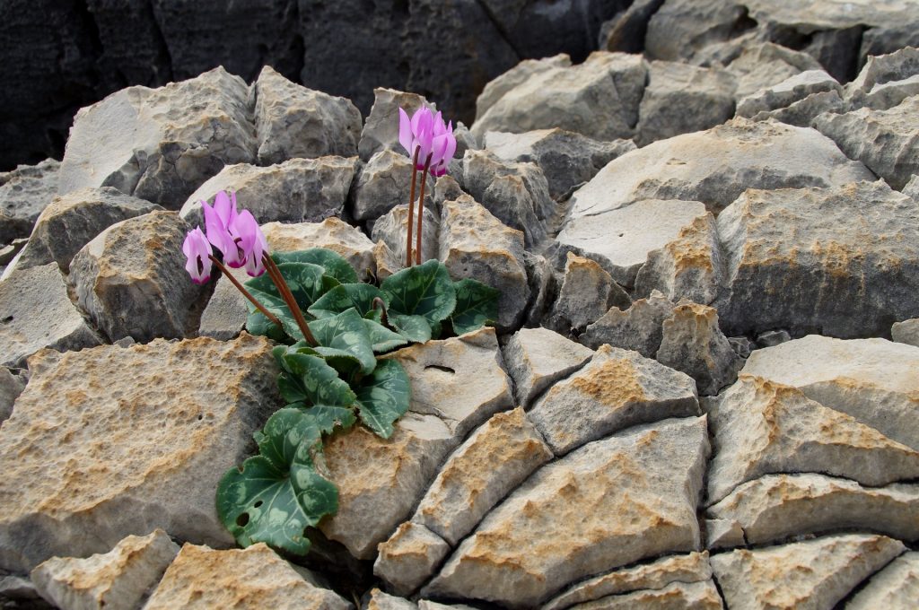 Light purple cyclamens growing out of large tan rocks. 