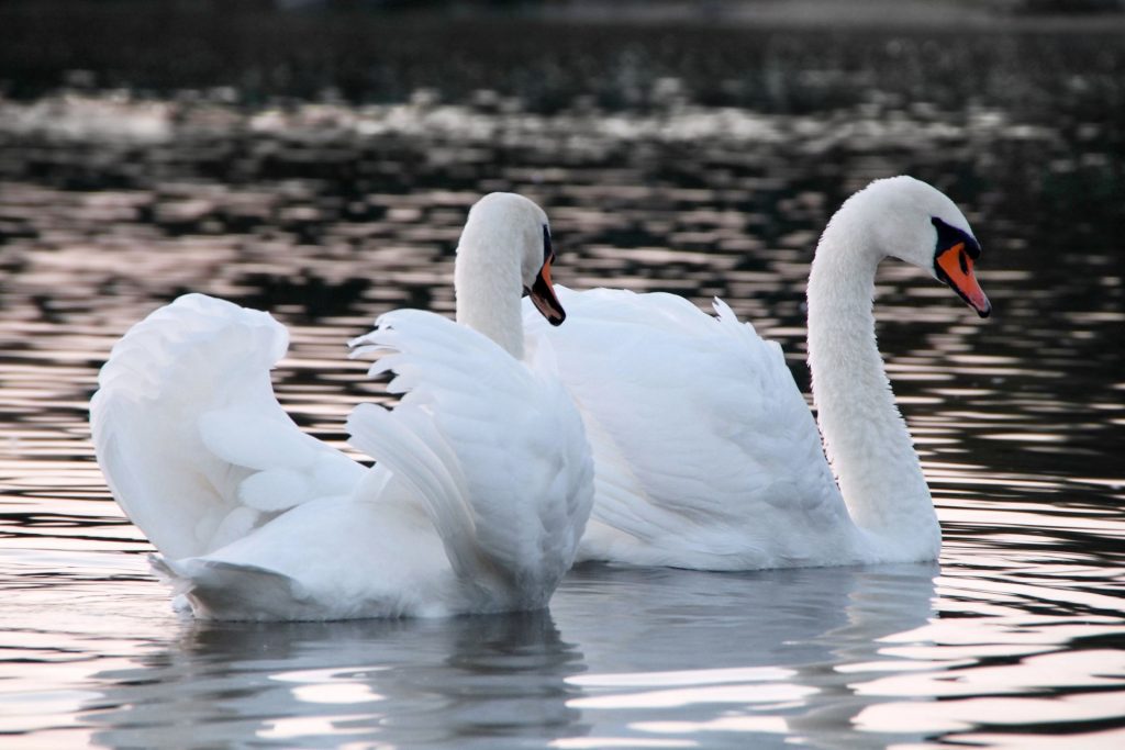 Two white swans raise their feathers and sail along a pool of clear water. 