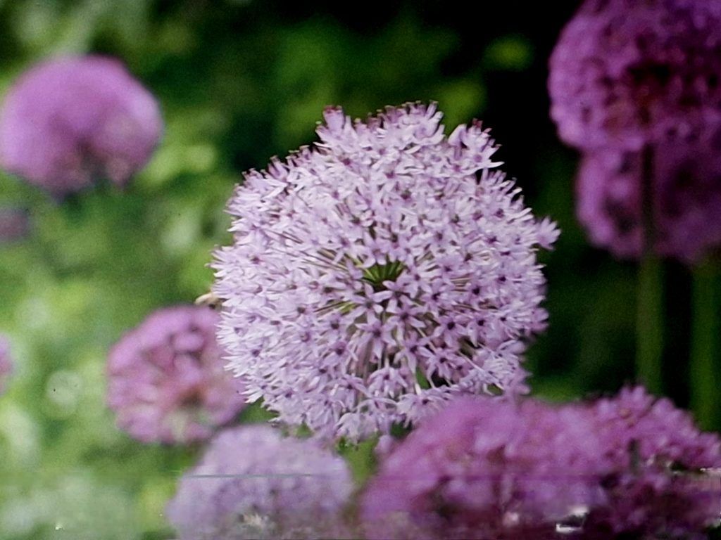 Closeup of umbels of brilliant purple flowers in various shades against green grass and stems.