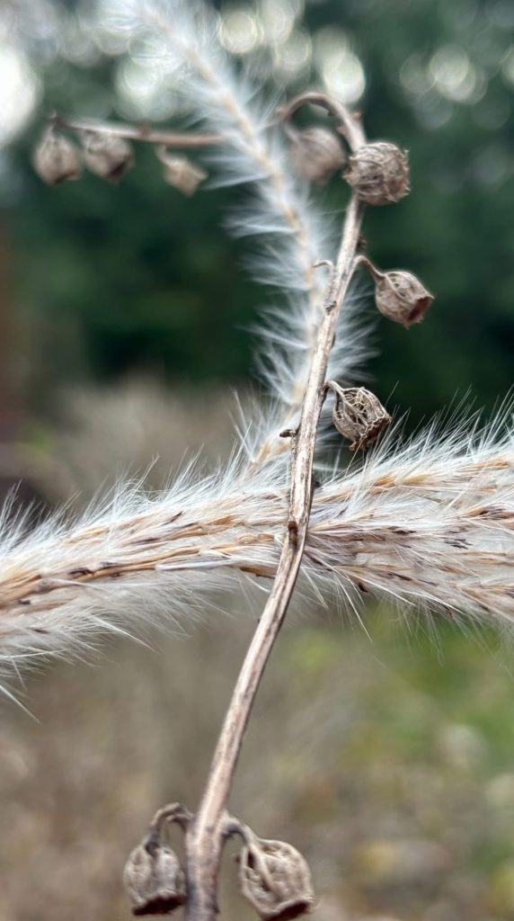 Closeup of a wilted brown plant in the fall with grass and trees in the background.