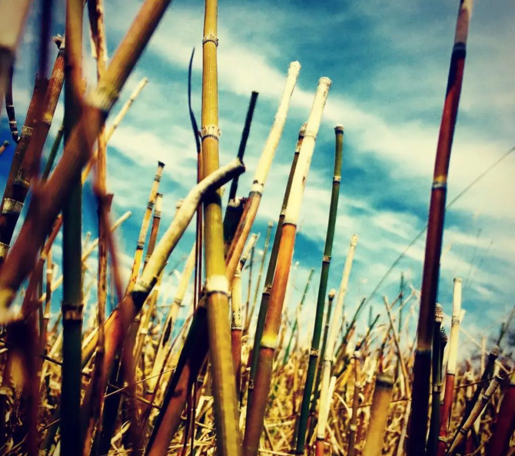 Closeup of brown stalks of cattails or other stalky plants on a blue sunny day with a few wispy clouds. 