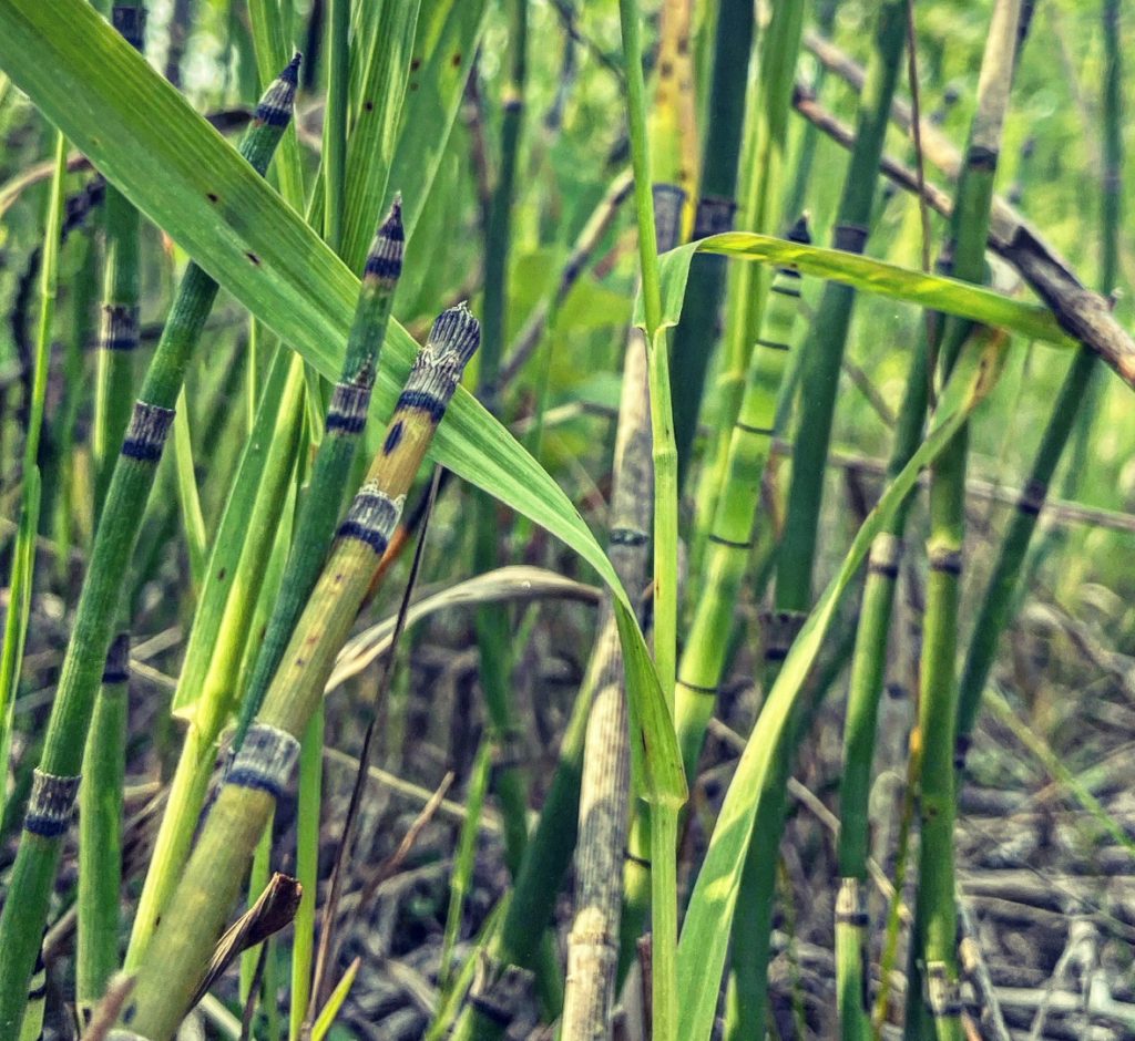 Closeup from the side of cattails and green grass and brown dead plants on the ground. 