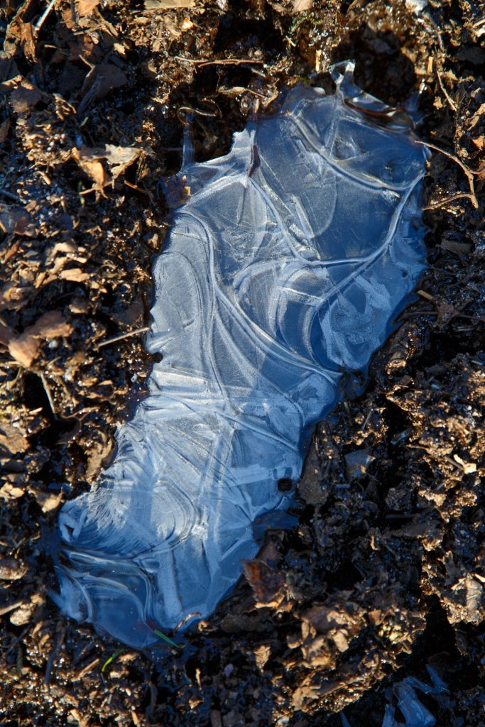Light gray image of ice frozen in the shape of a person's footprint, in the brown dirt full of fallen leaves. 