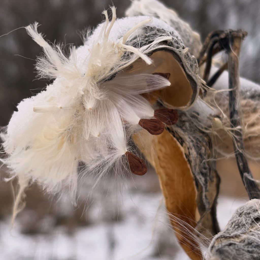 Closeup of a plant's seed pod covered with small white fibers.