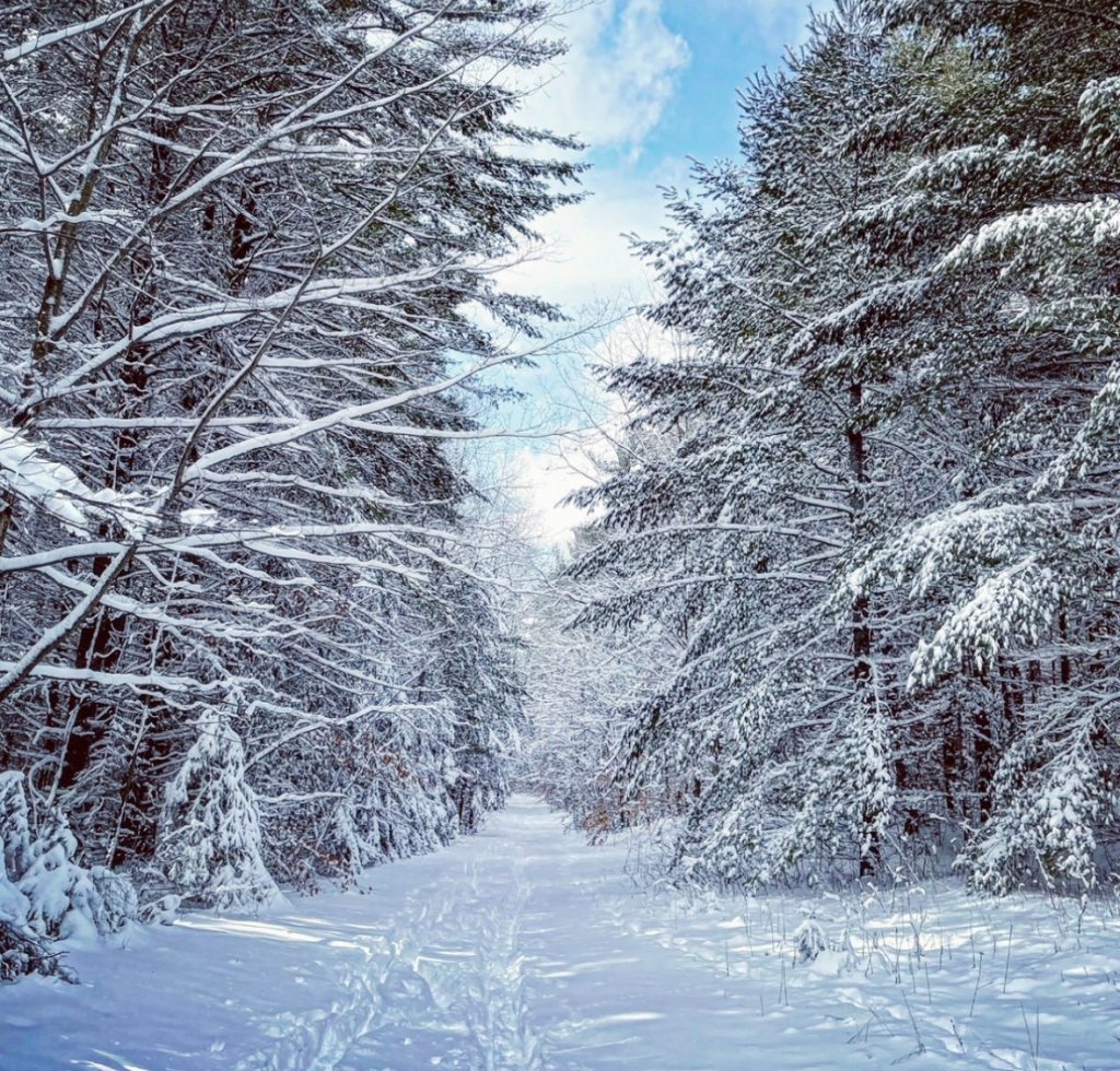 Snowy pathway through a wooded area with tall pine and deciduous trees. Some sun in the sky.