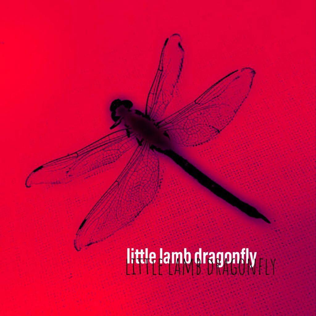 Black dragonfly on a red background. White text reads "little lamb dragonfly."