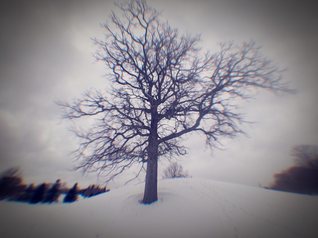 Barren tree on a snowy landscape.